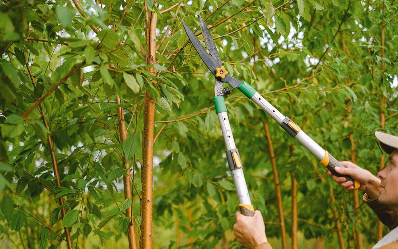 Tree trimming in Colgate, WI